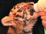Des bébés tigres de Sibérie font le succès d'un petit zoo de Hongrie