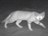 Le chat des sables manifeste sa présence en Arabie Saoudite