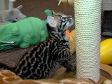 Un ocelot de deux mois s'amuse avec des jouets pour chat