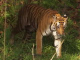Sur la trace du roi de la jungle, le tigre du Bengale