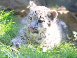 Des bébés panthères des neiges nés dans le zoo de Beauval