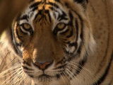 Le tigre du Bengale en pleine scène de chasse à la gazelle