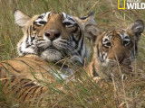 Une maman tigre du Bengale chasse pour nourrir ses petits