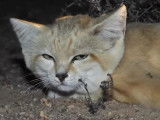 Sur la trace du chat des sables dans le désert du Sahara