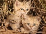 Trois adorables chatons des sables filmés dans le Sahara