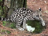 Le margay, meilleur grimpeur chez les félins