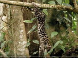 Le margay, petit félin mais grand acrobate dans les arbres