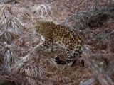La survie de la panthère de Chine dans son milieu naturel