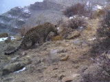 Quelques images du léopard du Caucase à l'état sauvage