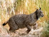 Le lynx ibérique, félin le plus rare et menacé au monde
