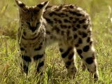 Le serval, le chat sauvage des savanes africaines