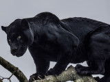 Une panthère noire confrontée à des dholes