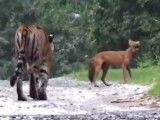 Un dhole pourchassé par un tigre