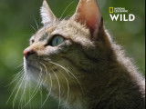La technique de chasse du Chat Forestier