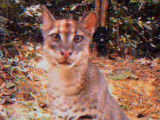 De rares images du Chat Doré Africain