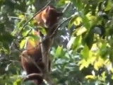 Des images rarissimes d'une attaque de jour d'un Chat Doré Africain