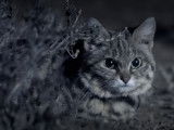 Un Chat à Pieds Noirs en chasse