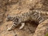 Un Chat des Andes évoluant dans les rochers
