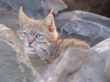 Un Chat de Biet au repos dans les rochers