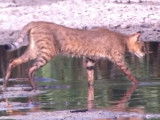 Un Chat Chaus dans son milieu de prédilection : un marais