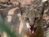 Un Chat Chaus accablé de chaleur
