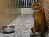 Nourrissage d'un Chat de Temminck en captivité