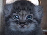 Quatre chatons Manul âgés de 5 semaines