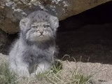 Une chatte Manul et ses quatre chatons dans leur milieu naturel