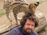 Un Serval obnubilé par la chevelure du cameraman
