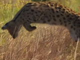 Technique de chasse du Serval