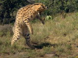 Un jeune Serval confronté à un serpent très agressif