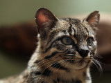 Gros plan d'un chat de Geoffroy