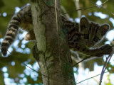 Le margay, acrobate des forêts tropicales d'Amérique latine