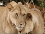Le combat des lions pour leur survie