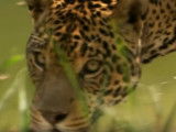 Sur la trace du jaguar en Amérique du Sud