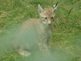 Le voyage du Lynx Boréal dans les Vosges (France)