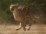 La grâce et l'élégance d'un guépard en pleine course