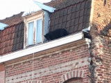 Une panthère noire aperçue sur le toit d'un immeuble en France