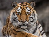 Vue proche d'un tigre de Sibérie
