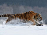 Un tigre de Sibérie relâché dans une réserve naturelle