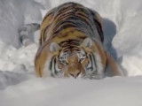 Des tigres de Sibérie intrigués par un drone