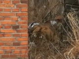 Un tigre de Sibérie attaque les habitants d'un village chinois