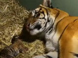 Naissance de deux petits tigres au zoo de Brisbane