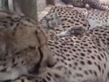 Le ronronnement d'un guépard