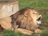 Le rugissement d'un lion