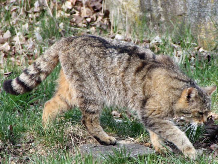Le Chat de Biet, un chat sauvage à découvrir
