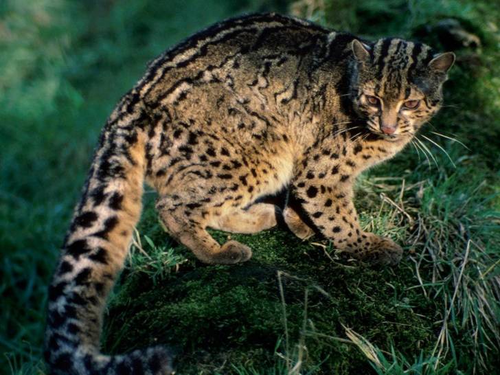 Le Chat Marbré, un chat sauvage à découvrir