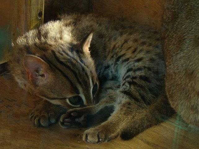 Le Chat Rubigineux, un chat sauvage à découvrir