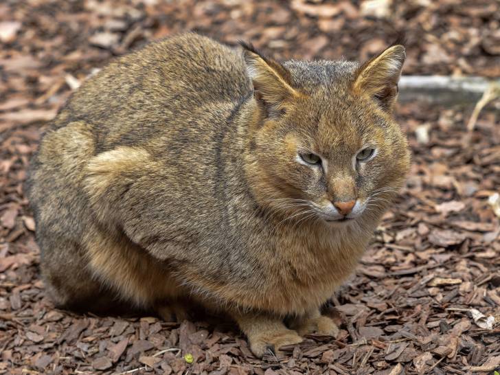 Un Chat Chaus assis dans une forêt