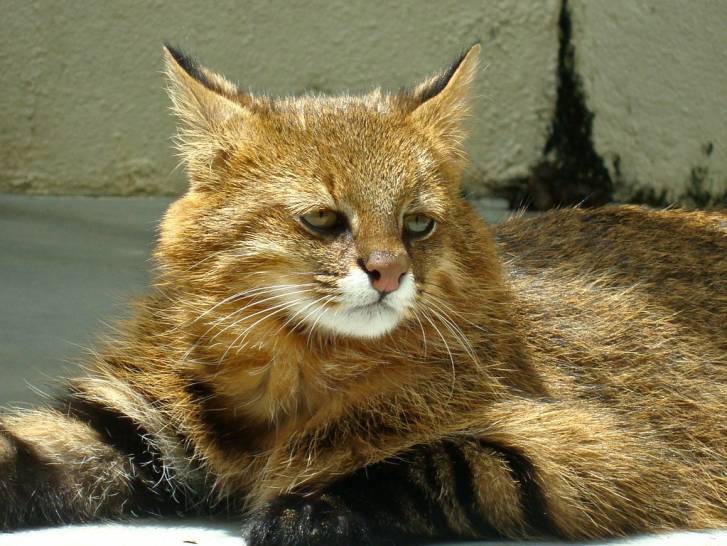 Un beau Chat des Pampas allongé sur le sol